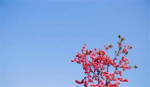 四川电大中专国家认可吗